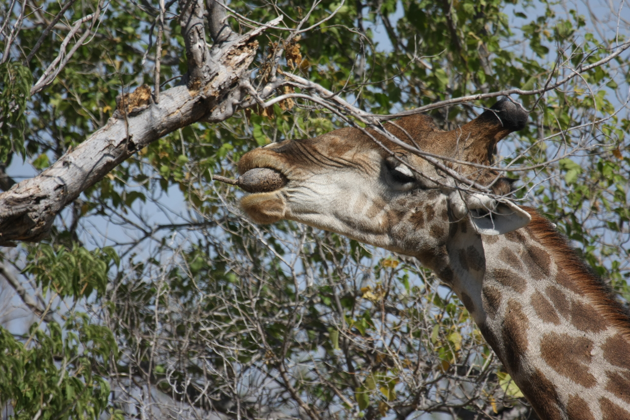 [24527] 2016_06_30_06_29_40_Africa_Canon_EOS_40D_IMG__11725.jpg