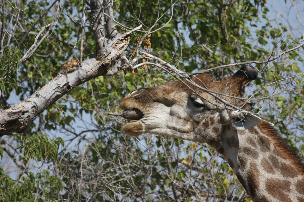 [24531] 2016_06_30_06_29_41_Africa_Canon_EOS_40D_IMG__04281.jpg