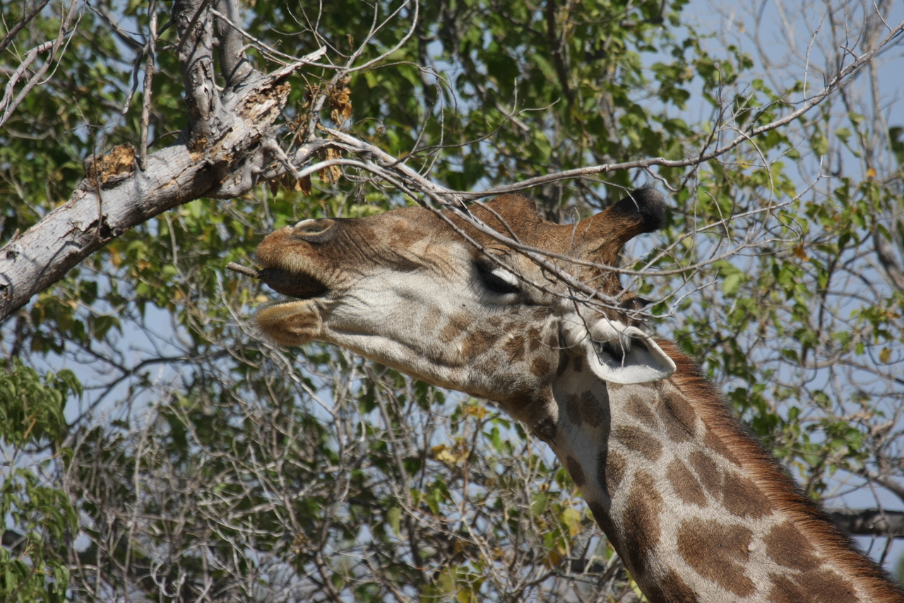[24533] 2016_06_30_06_29_42_Africa_Canon_EOS_40D_IMG__00556.jpg