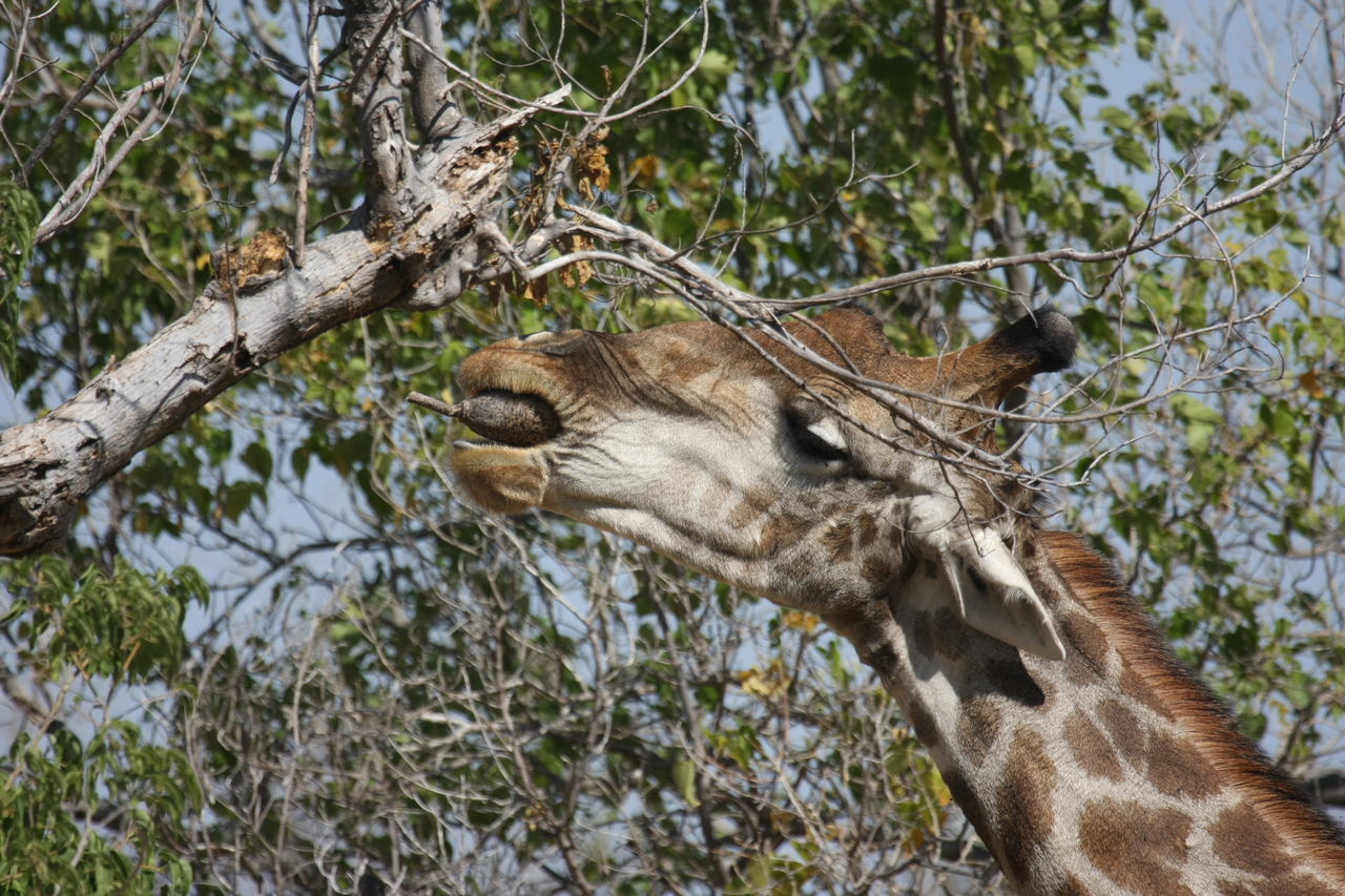 [24539] 2016_06_30_06_29_43_Africa_Canon_EOS_40D_IMG__00560.jpg