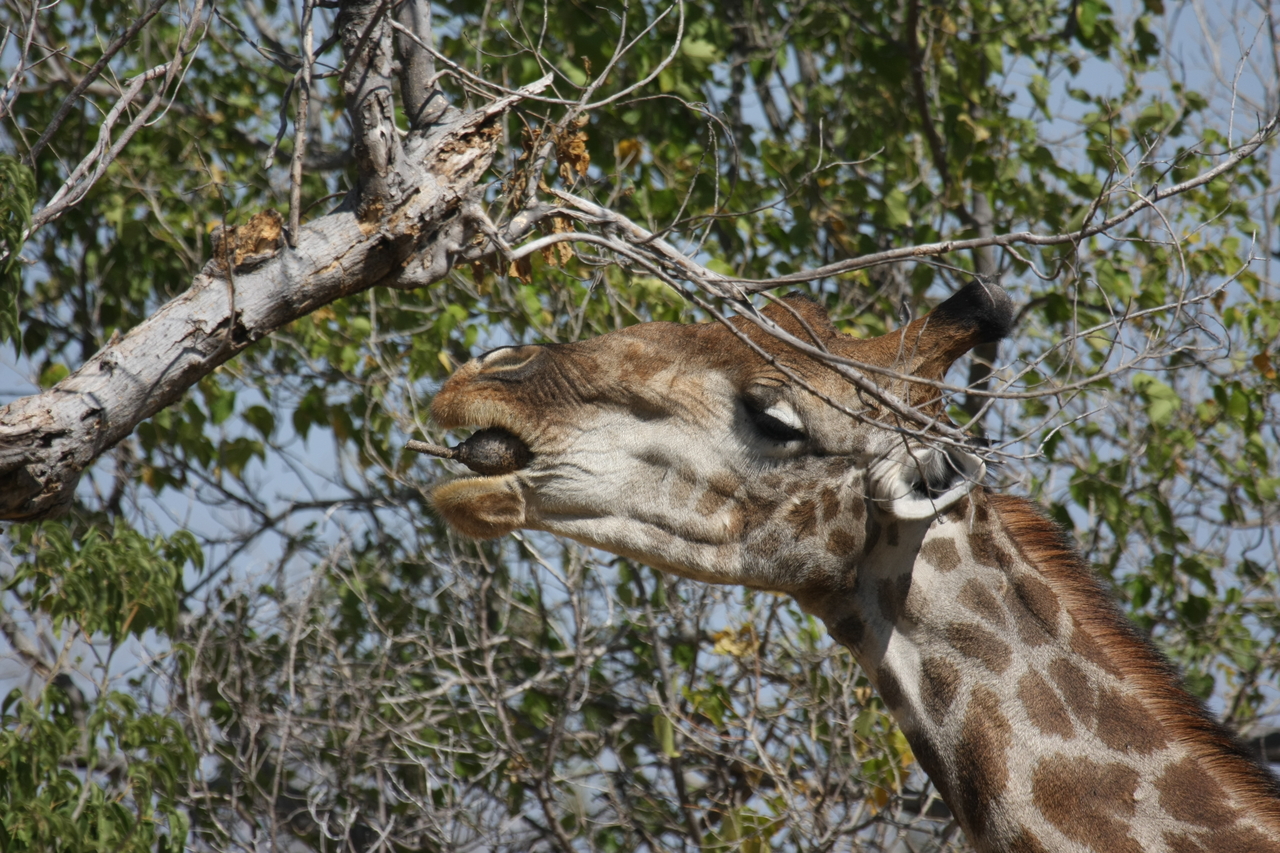 [24540] 2016_06_30_06_29_43_Africa_Canon_EOS_40D_IMG__00561.jpg