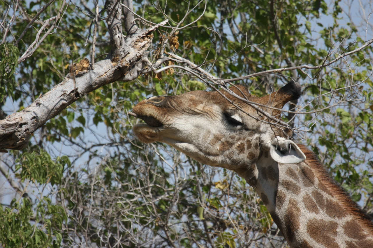 [24541] 2016_06_30_06_29_43_Africa_Canon_EOS_40D_IMG__00562.jpg