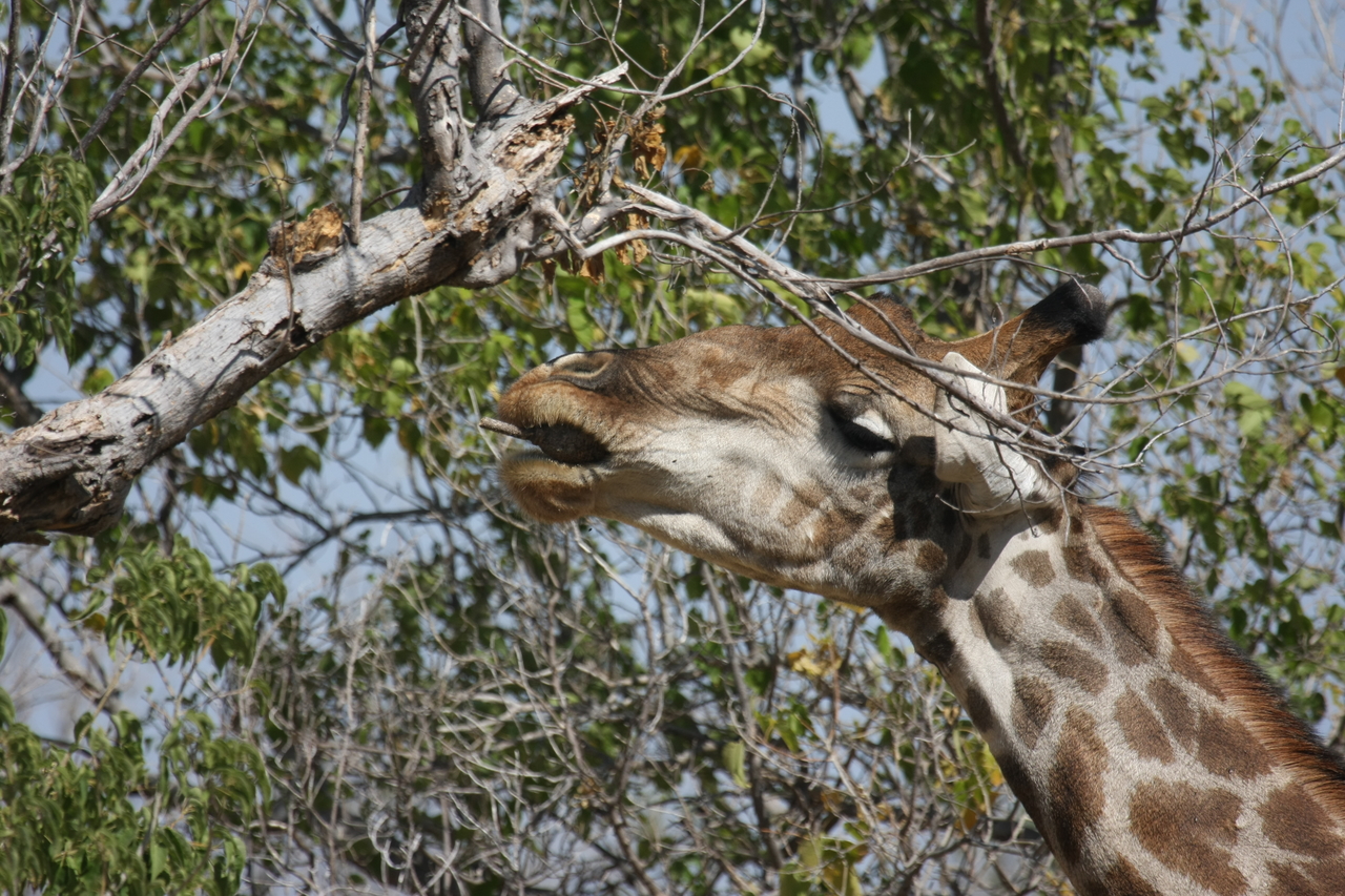 [24548] 2016_06_30_06_29_44_Africa_Canon_EOS_40D_IMG__00563.jpg