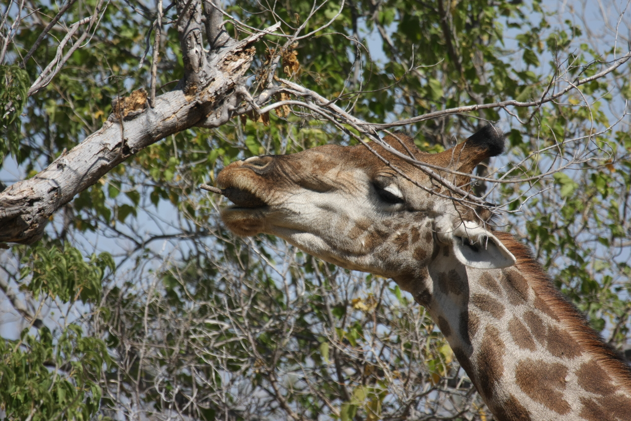 [24550] 2016_06_30_06_29_44_Africa_Canon_EOS_40D_IMG__00565.jpg