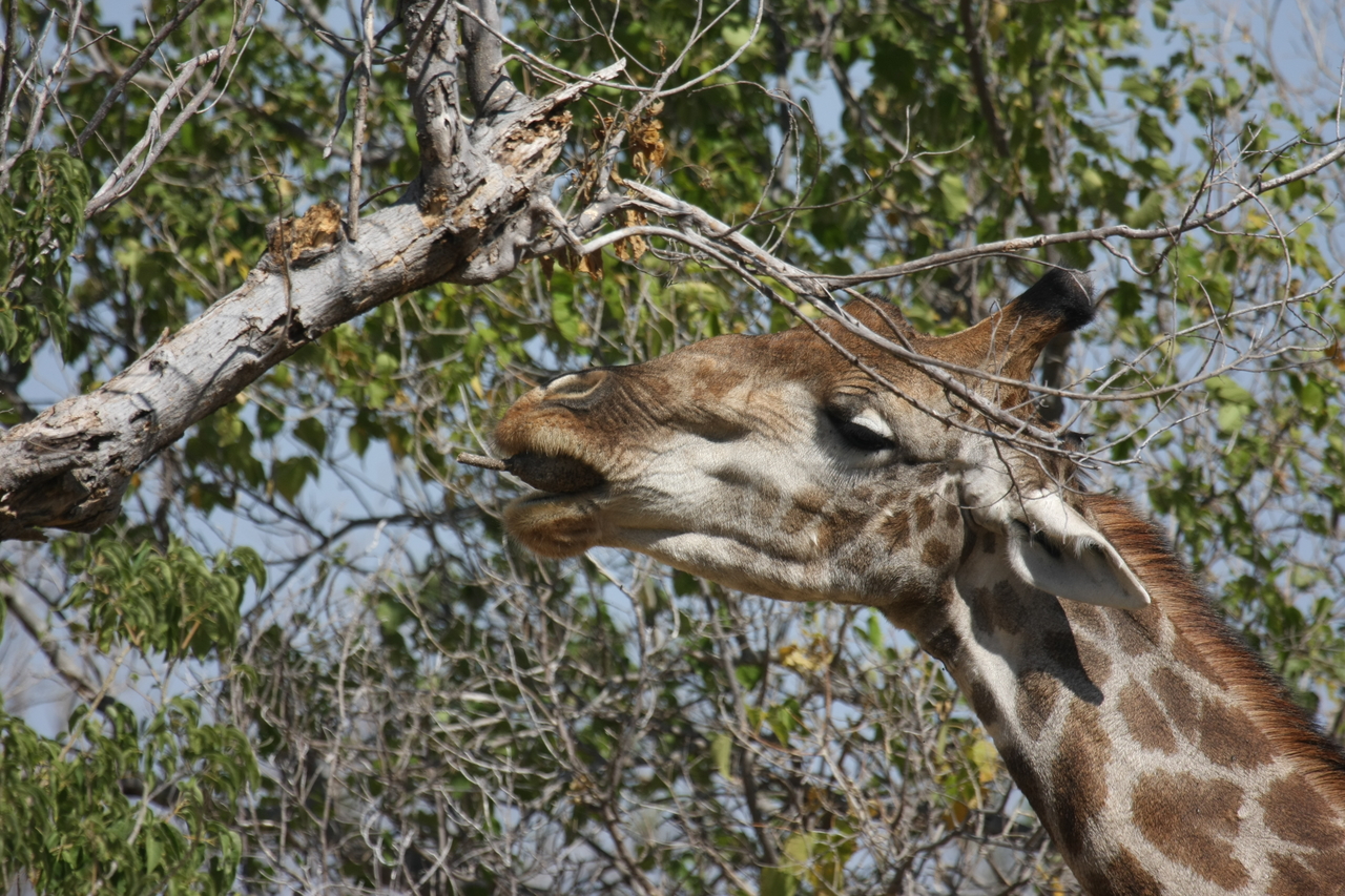 [24552] 2016_06_30_06_29_44_Africa_Canon_EOS_40D_IMG__04290.jpg