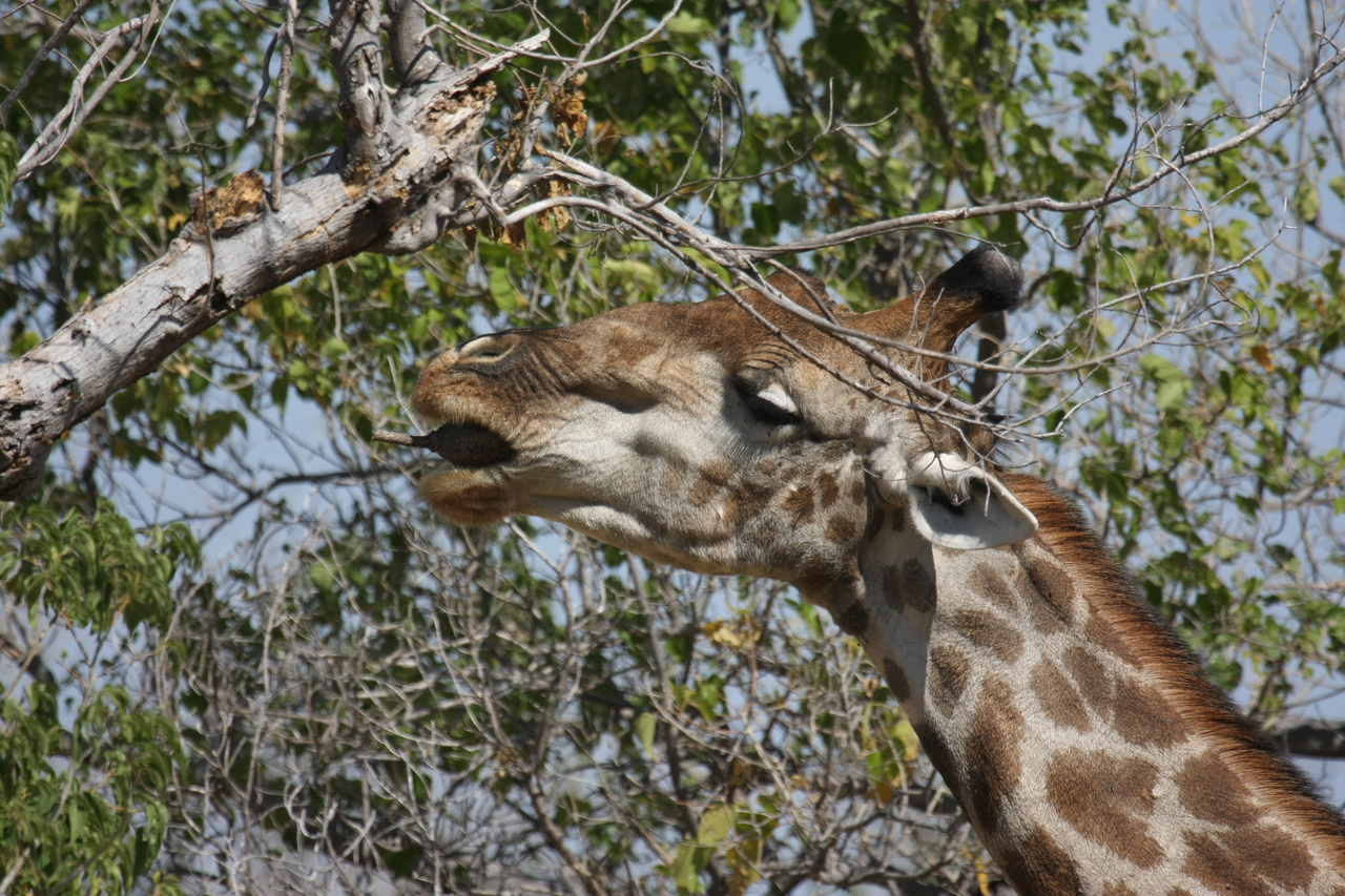 [24557] 2016_06_30_06_29_45_Africa_Canon_EOS_40D_IMG__00566.jpg