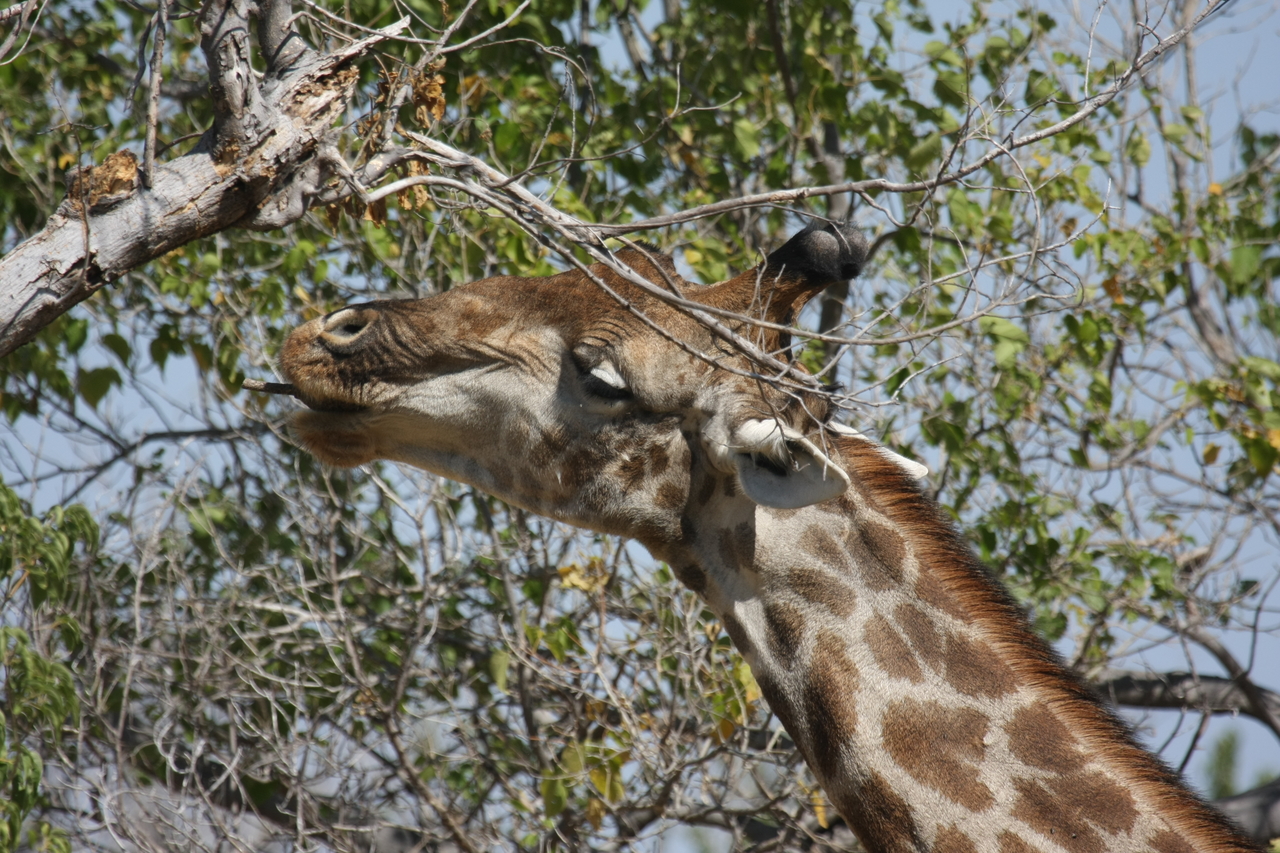 [24560] 2016_06_30_06_29_46_Africa_Canon_EOS_40D_IMG__00567.jpg
