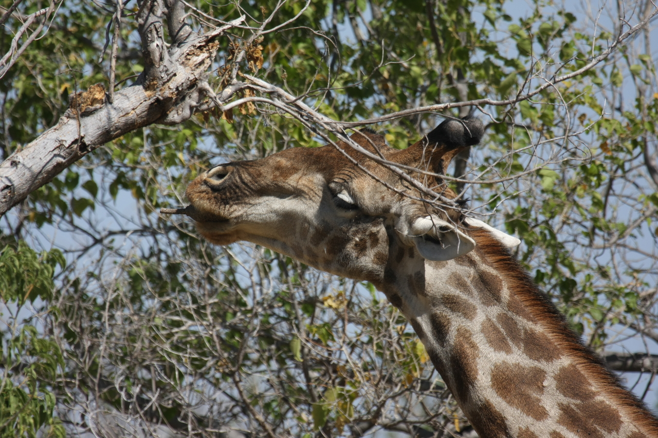 [24563] 2016_06_30_06_29_47_Africa_Canon_EOS_40D_IMG__00568.jpg