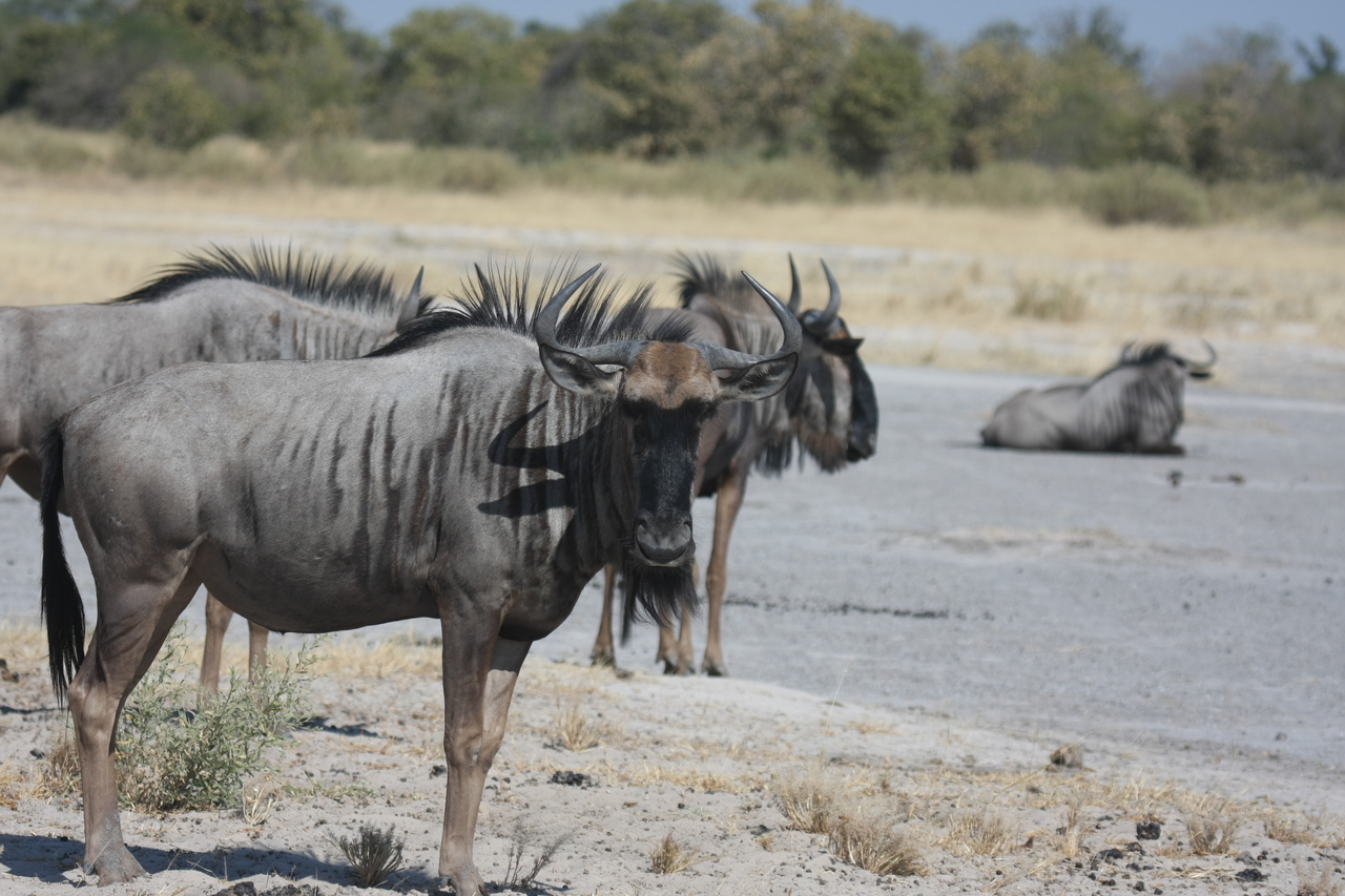 [24569] 2016_06_30_06_36_32_Africa_Canon_EOS_40D_IMG__00571.jpg