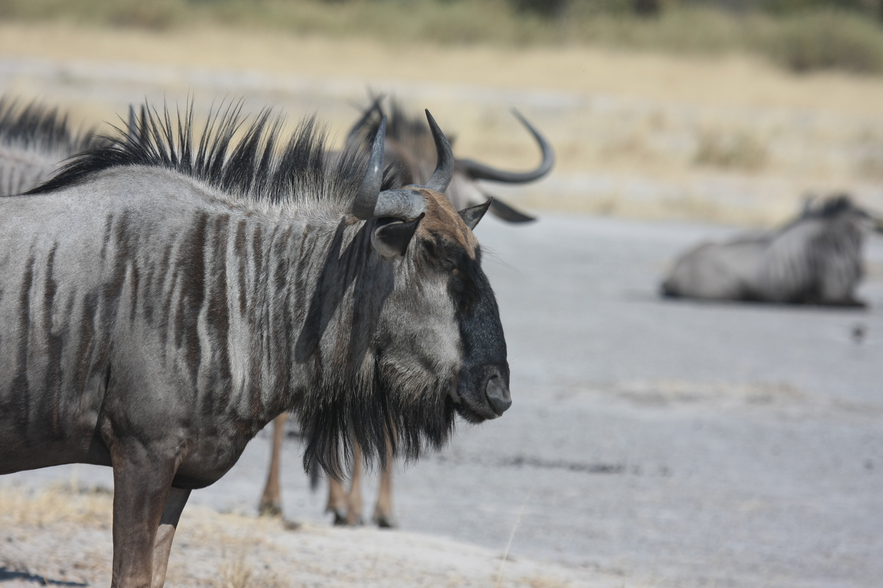 [24574] 2016_06_30_06_36_37_Africa_Canon_EOS_40D_IMG__04298.jpg