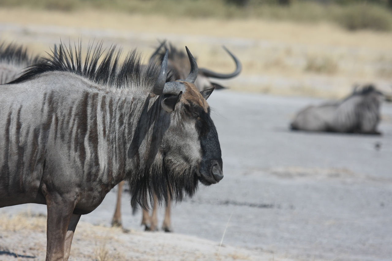 [24577] 2016_06_30_06_36_37_Africa_Canon_EOS_40D_IMG__11746.jpg