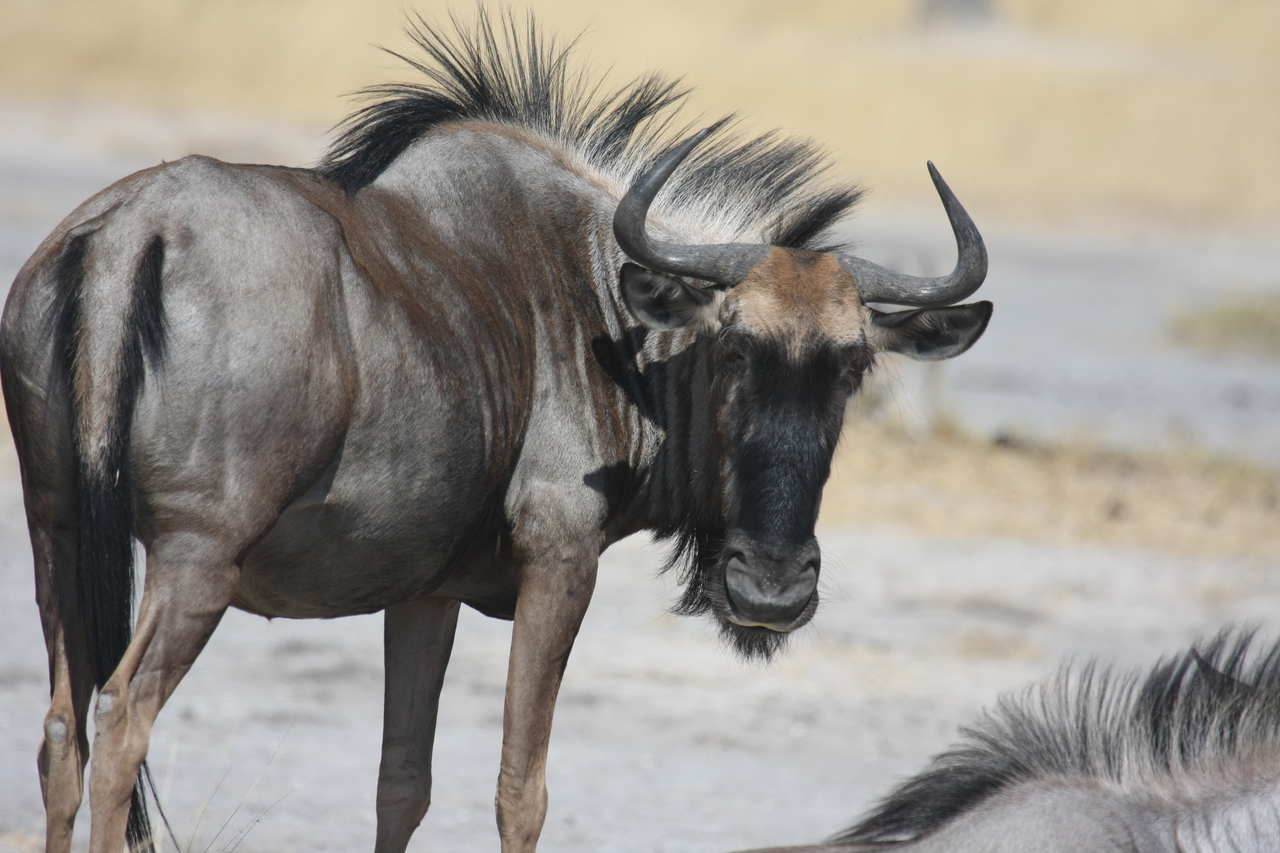 [24581] 2016_06_30_06_36_56_Africa_Canon_EOS_40D_IMG__04301.jpg