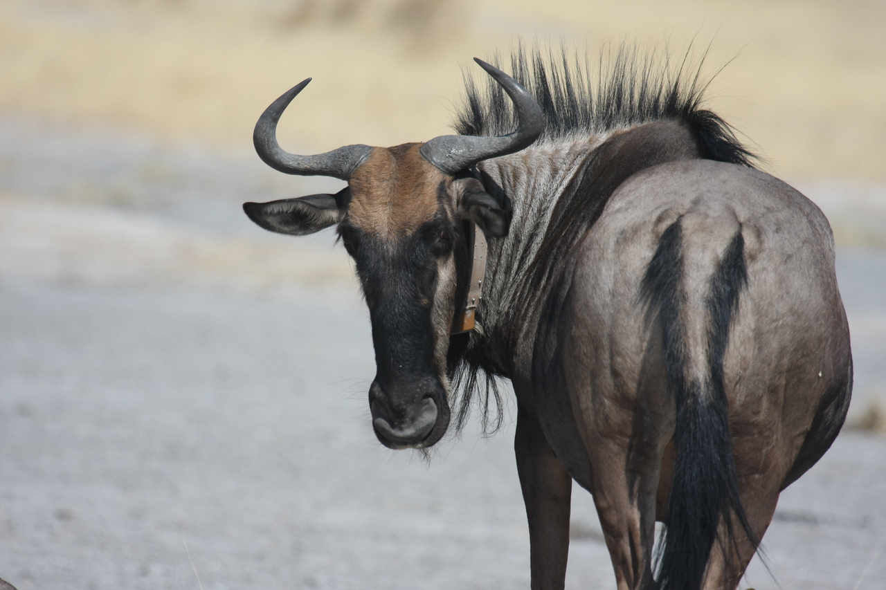 [24588] 2016_06_30_06_37_15_Africa_Canon_EOS_40D_IMG__04303.jpg