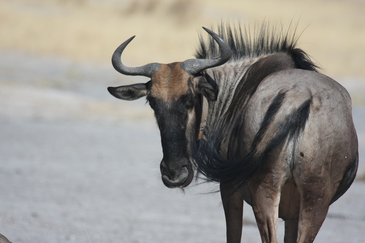 [24590] 2016_06_30_06_37_15_Africa_Canon_EOS_40D_IMG__11749.jpg