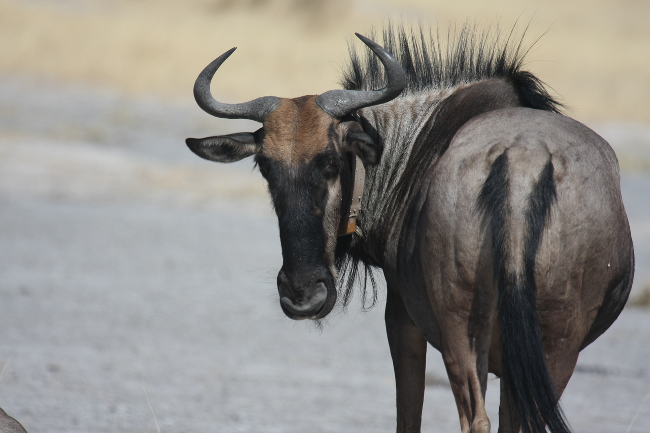 [24592] 2016_06_30_06_37_15_Africa_Canon_EOS_40D_IMG__11751.jpg