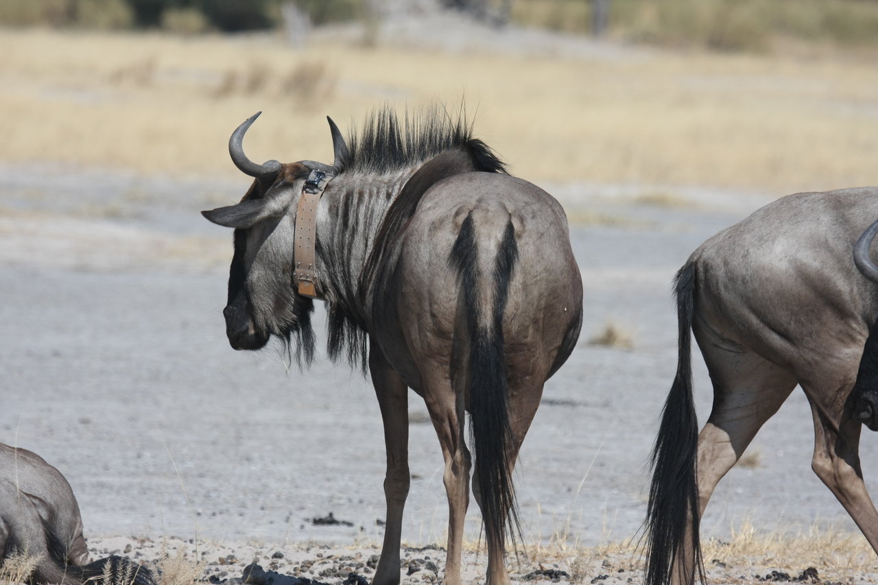 [24593] 2016_06_30_06_37_28_Africa_Canon_EOS_40D_IMG__00579.jpg