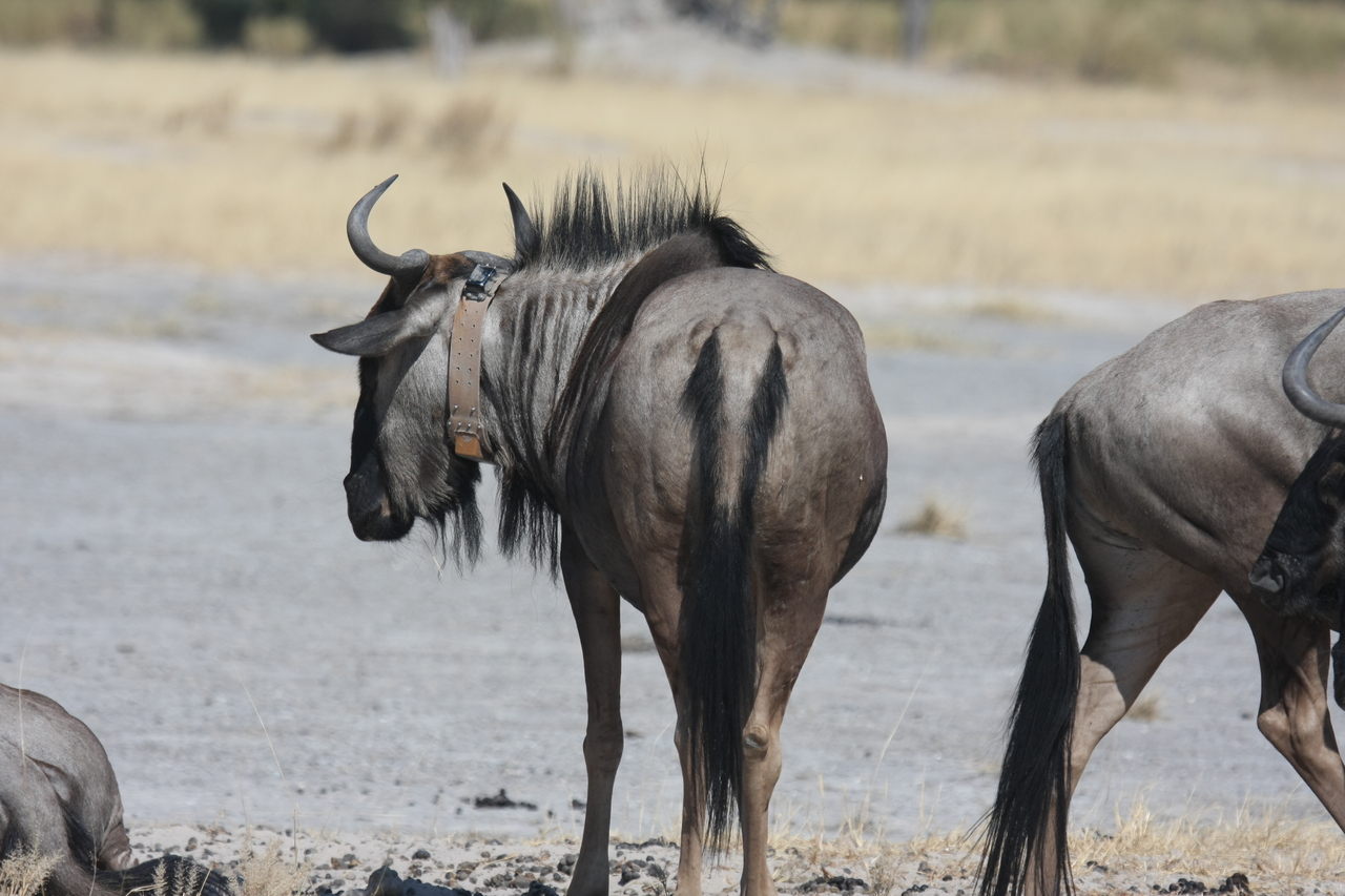 [24594] 2016_06_30_06_37_28_Africa_Canon_EOS_40D_IMG__00581.jpg