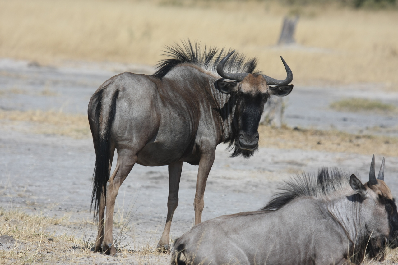 [24602] 2016_06_30_06_37_33_Africa_Canon_EOS_40D_IMG__04308.jpg