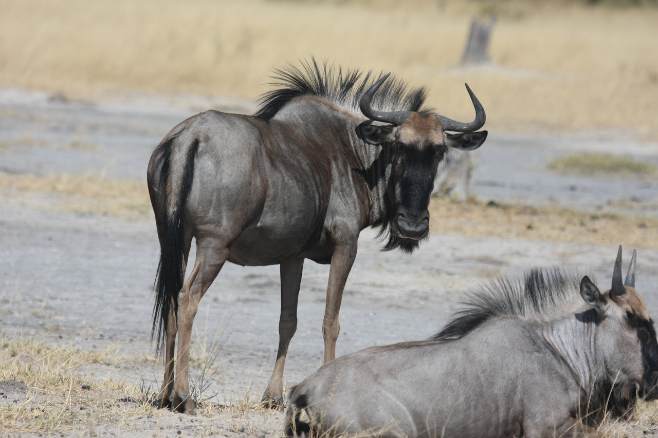 [24607] 2016_06_30_06_37_33_Africa_Canon_EOS_40D_IMG__11757.jpg