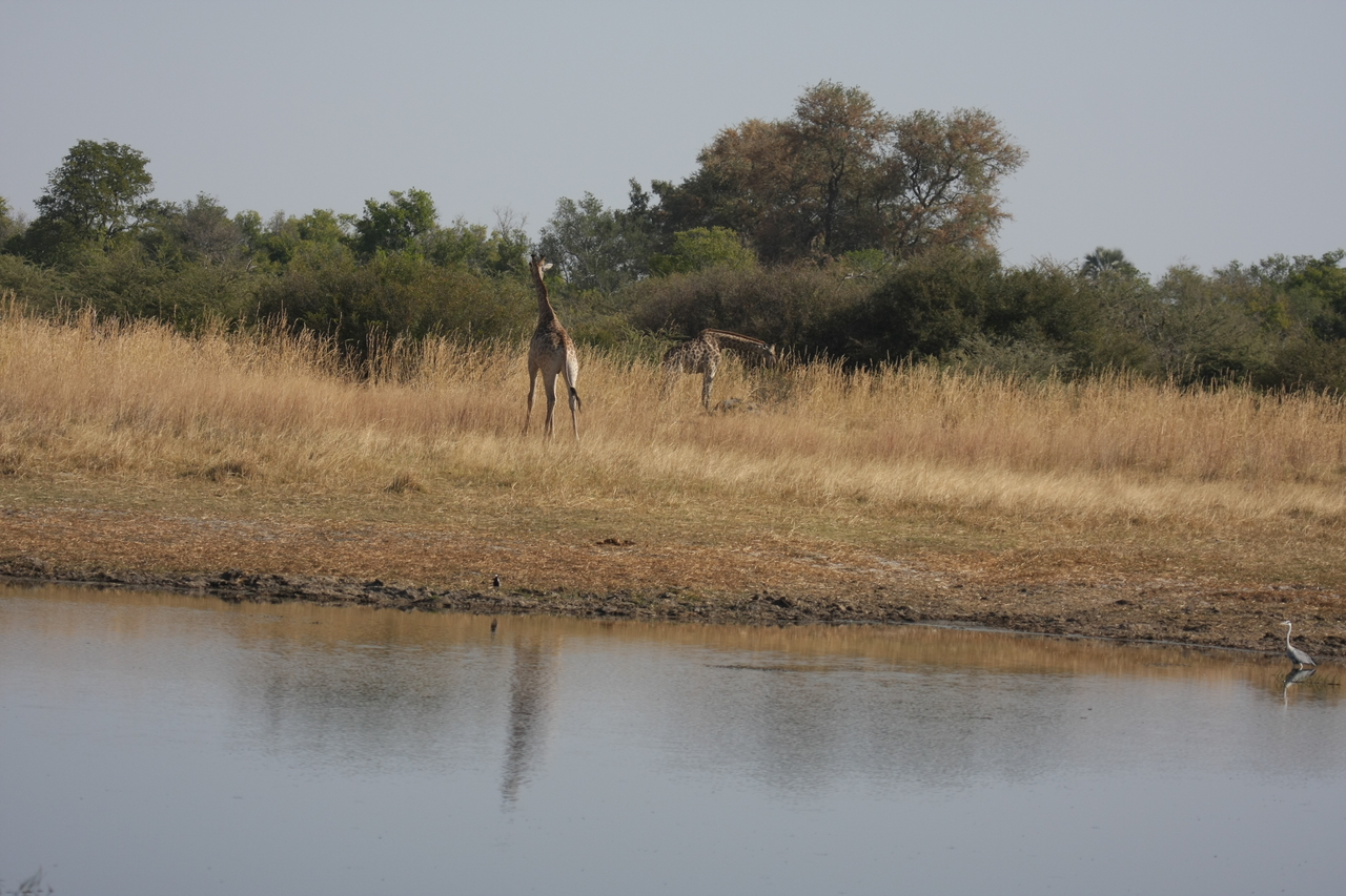 [24681] 2016_06_30_08_58_28_Africa_Canon_EOS_40D_IMG__04319.jpg