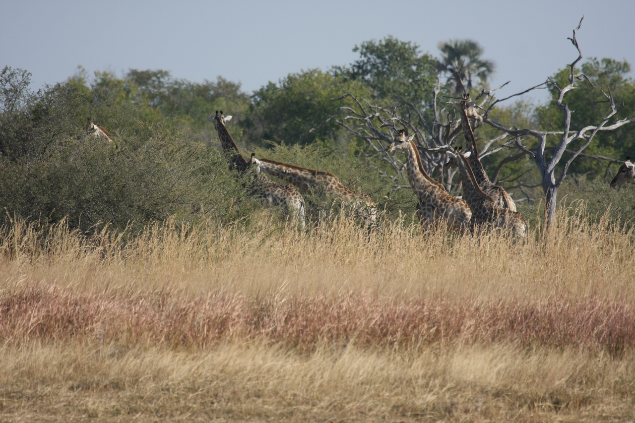 [24689] 2016_06_30_08_58_55_Africa_Canon_EOS_40D_IMG__04322.jpg