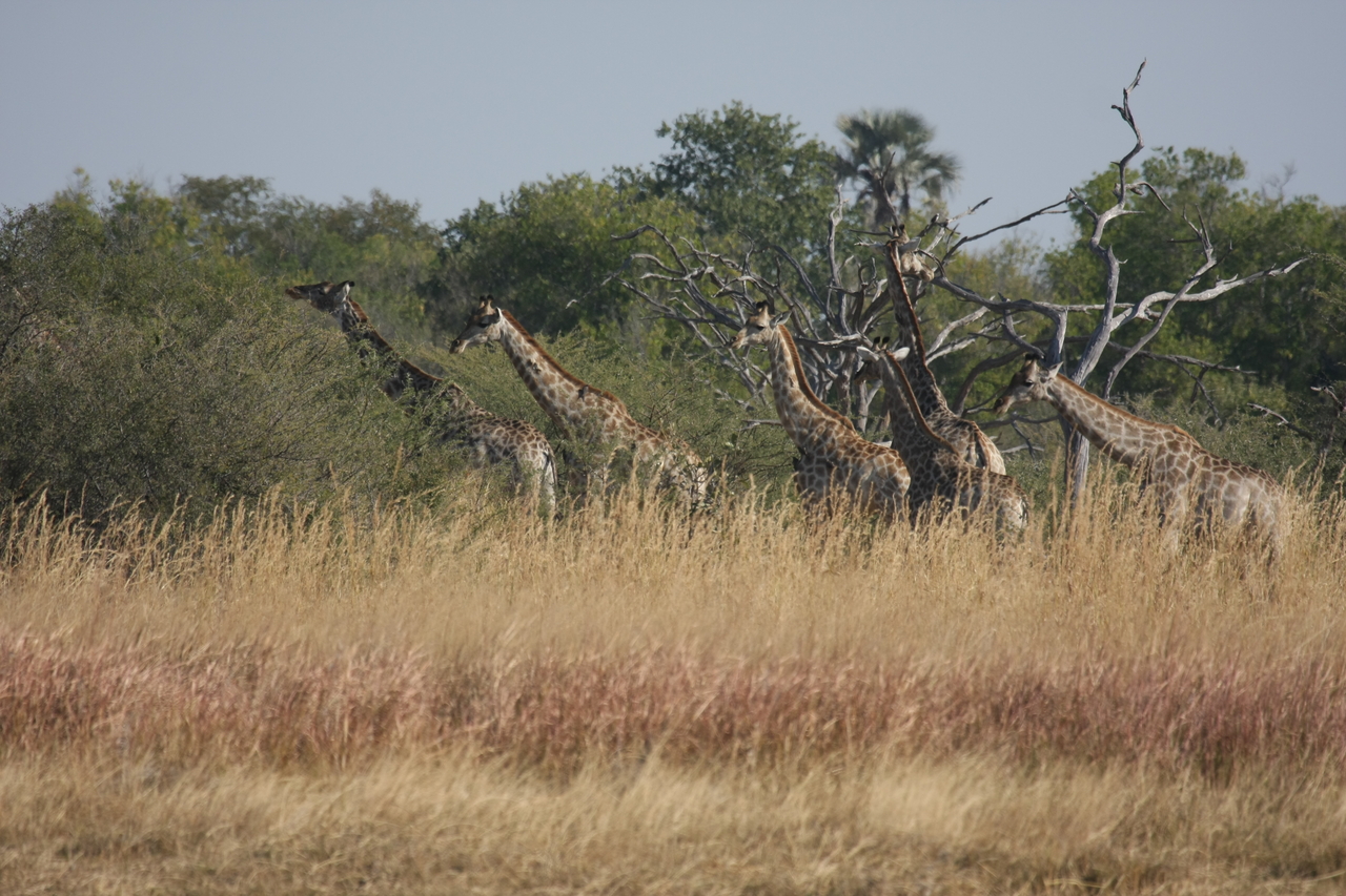 [24694] 2016_06_30_08_58_57_Africa_Canon_EOS_40D_IMG__11770.jpg