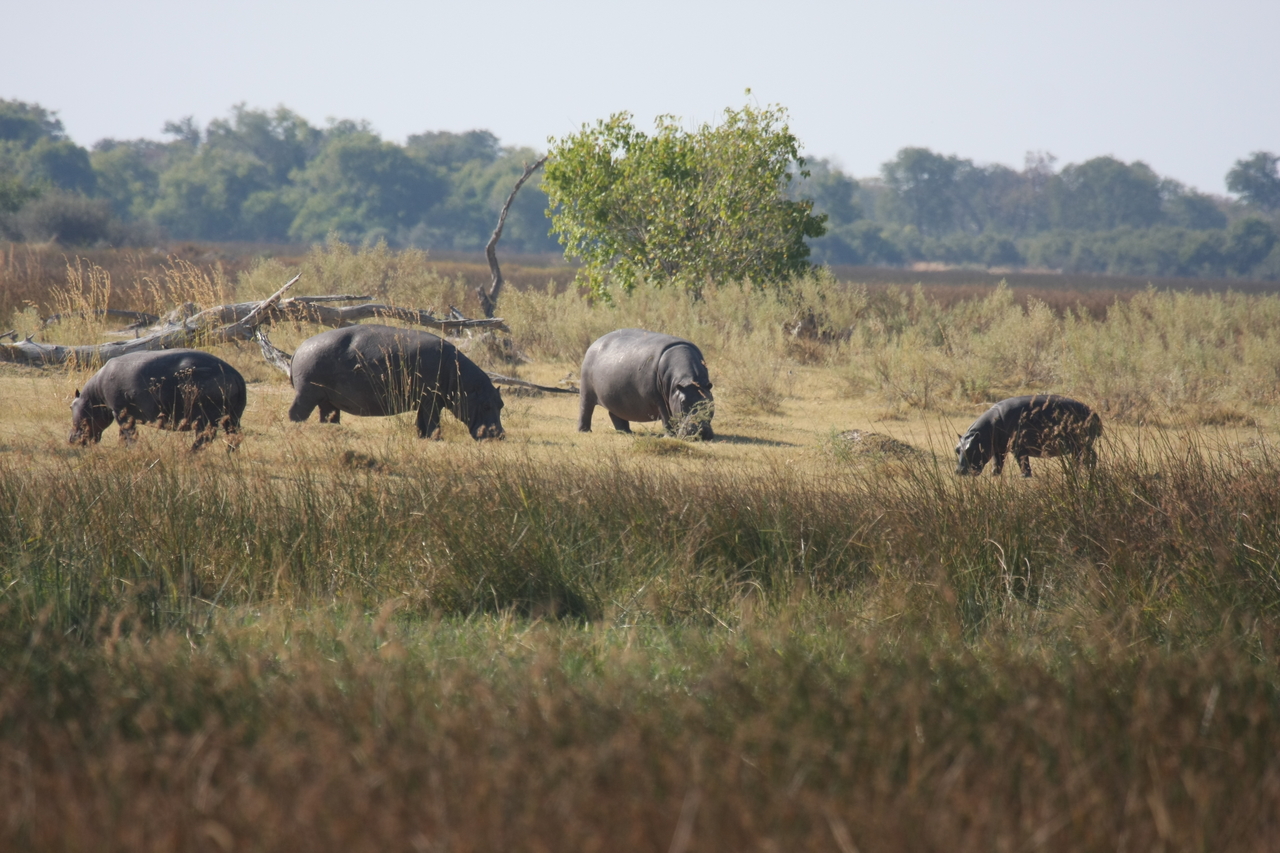 [24702] 2016_06_30_09_03_21_Africa_Canon_EOS_40D_IMG__00601.jpg