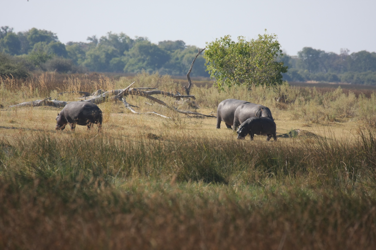 [24714] 2016_06_30_09_03_56_Africa_Canon_EOS_40D_IMG__00606.jpg