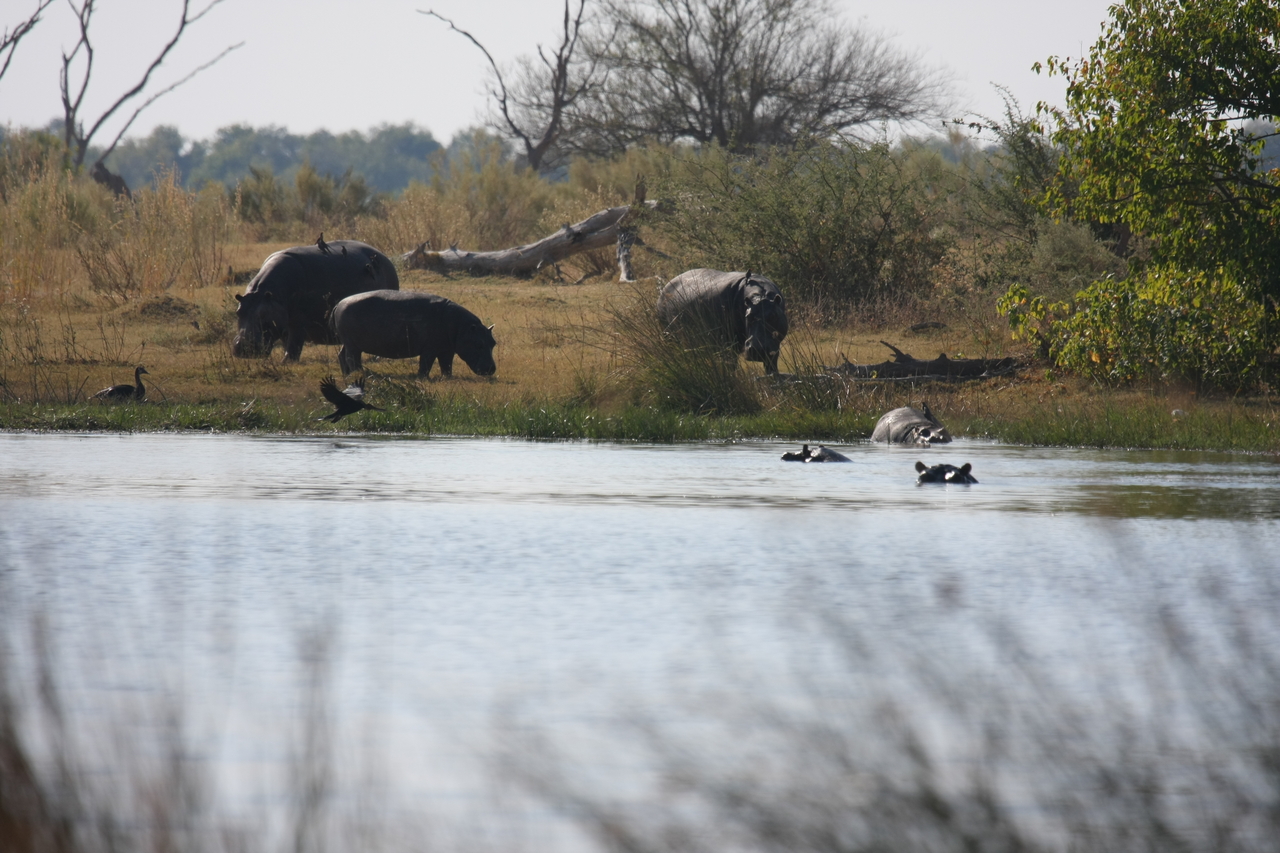 [24753] 2016_06_30_09_06_22_Africa_Canon_EOS_40D_IMG__00620.jpg
