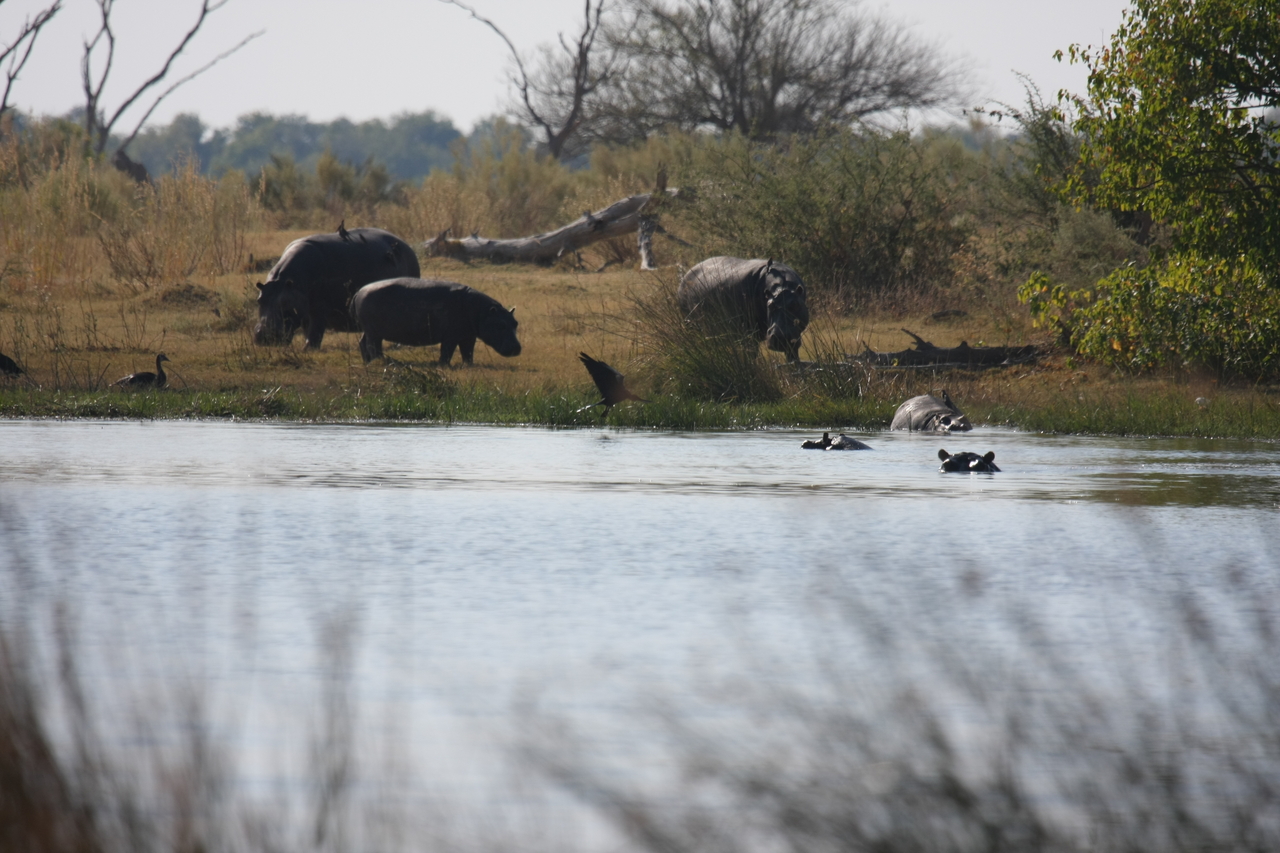 [24754] 2016_06_30_09_06_22_Africa_Canon_EOS_40D_IMG__00621.jpg