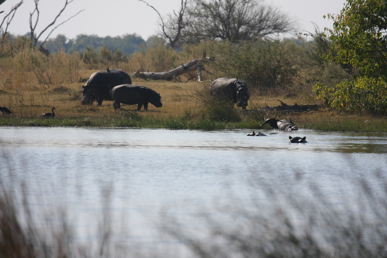 [24763] 2016_06_30_09_06_23_Africa_Canon_EOS_40D_IMG__11795.jpg