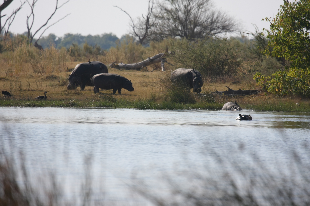 [24768] 2016_06_30_09_06_24_Africa_Canon_EOS_40D_IMG__11796.jpg