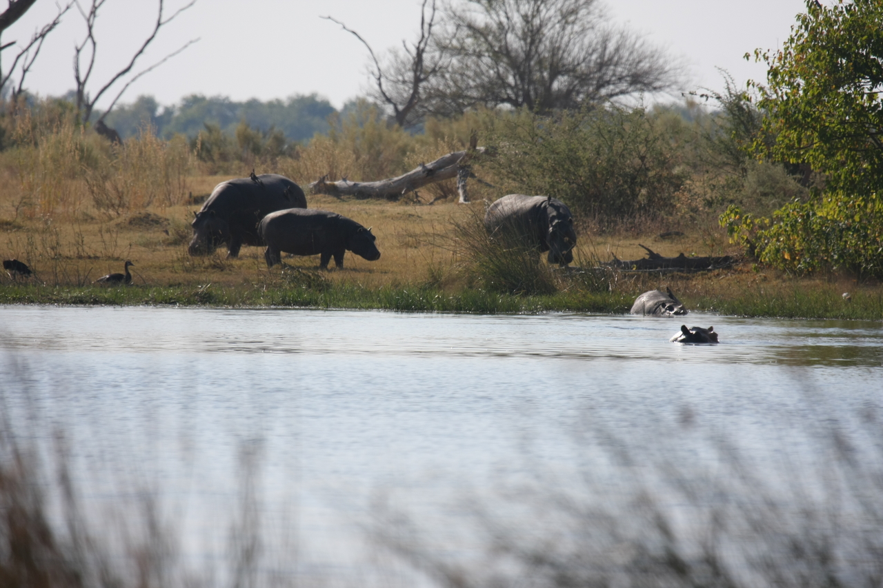 [24769] 2016_06_30_09_06_24_Africa_Canon_EOS_40D_IMG__11798.jpg