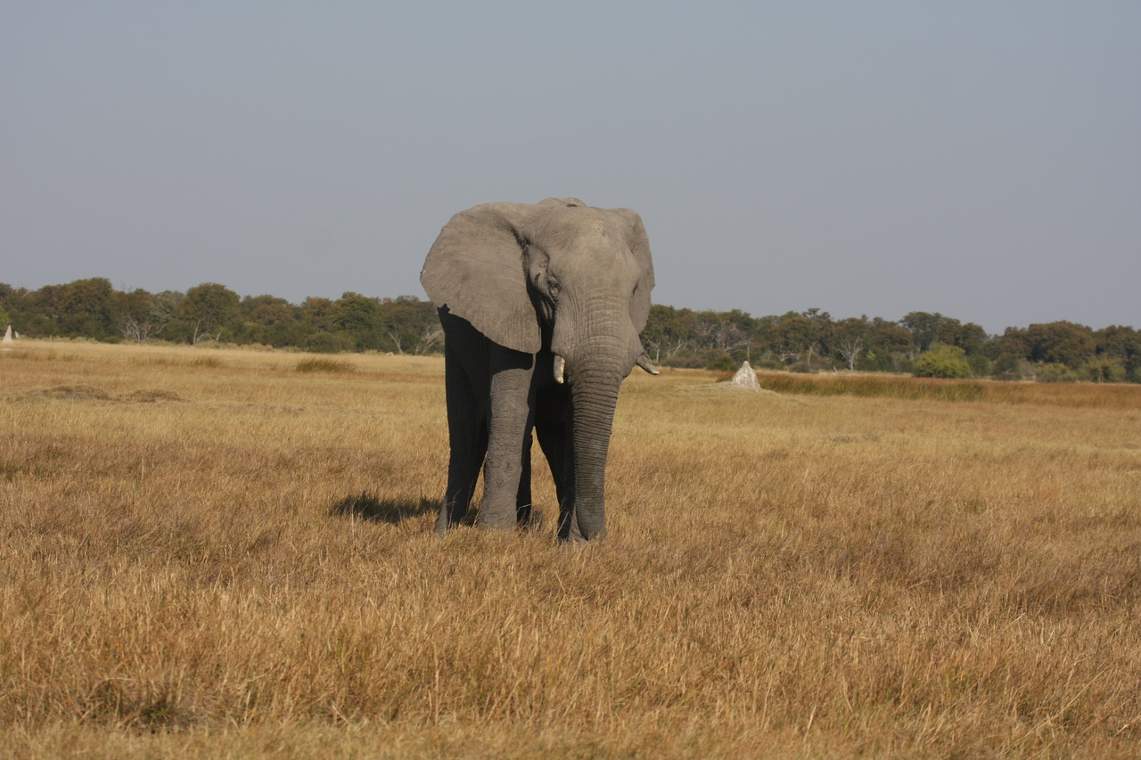 [24806] 2016_06_30_09_57_56_Africa_Canon_EOS_40D_IMG__00634.jpg