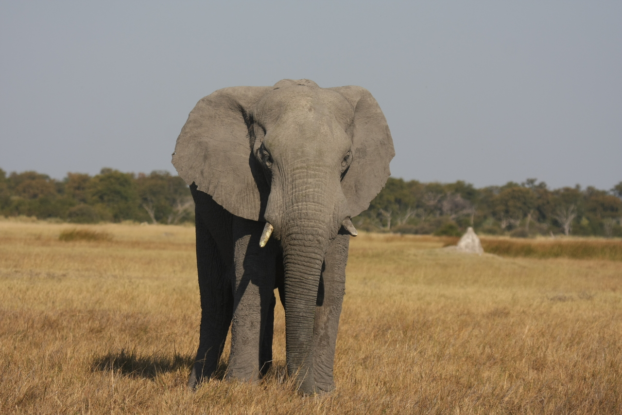 [24812] 2016_06_30_09_58_02_Africa_Canon_EOS_40D_IMG__00637.jpg