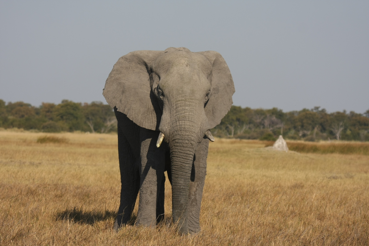 [24813] 2016_06_30_09_58_02_Africa_Canon_EOS_40D_IMG__00638.jpg