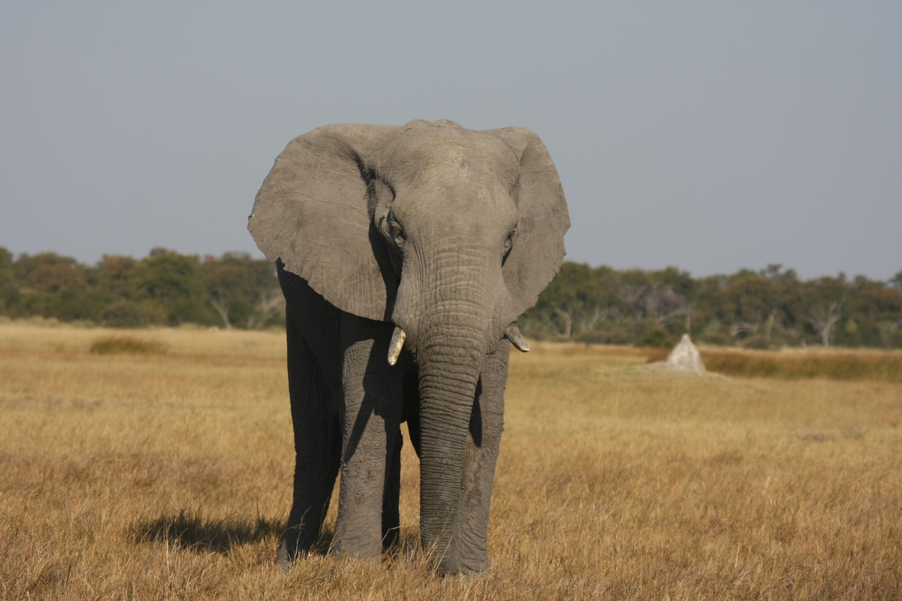 [24820] 2016_06_30_09_58_02_Africa_Canon_EOS_40D_IMG__11812.jpg