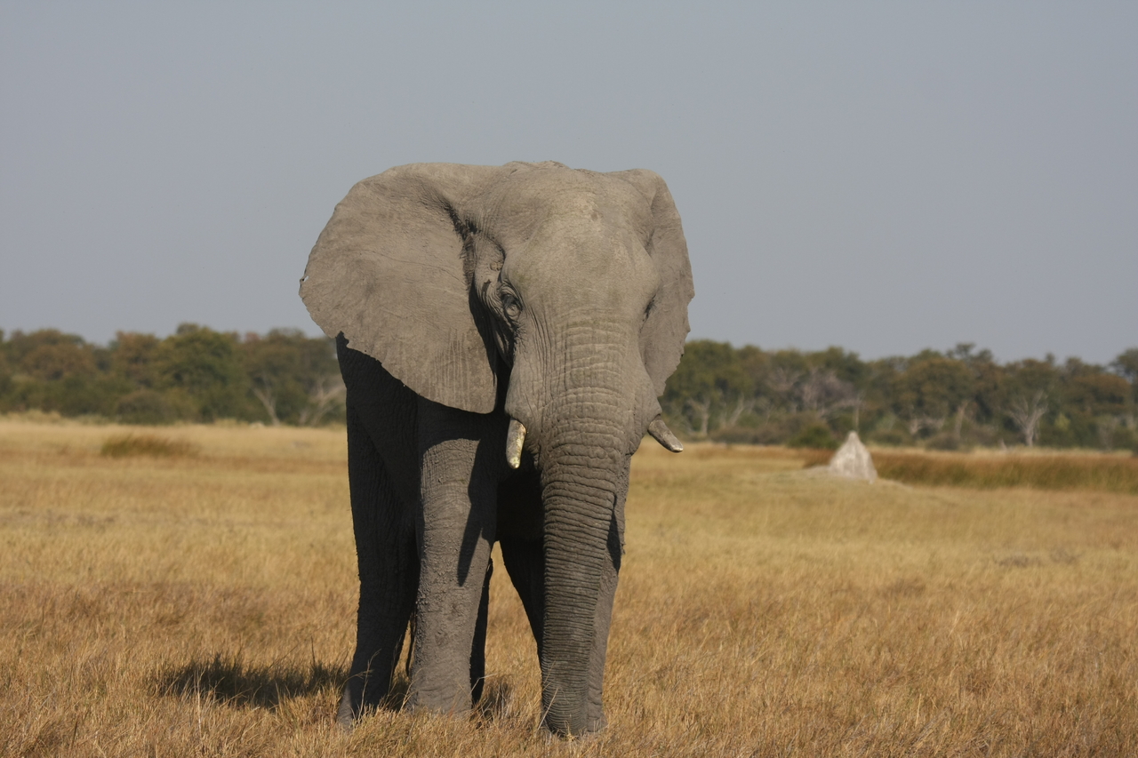 [24822] 2016_06_30_09_58_03_Africa_Canon_EOS_40D_IMG__00641.jpg