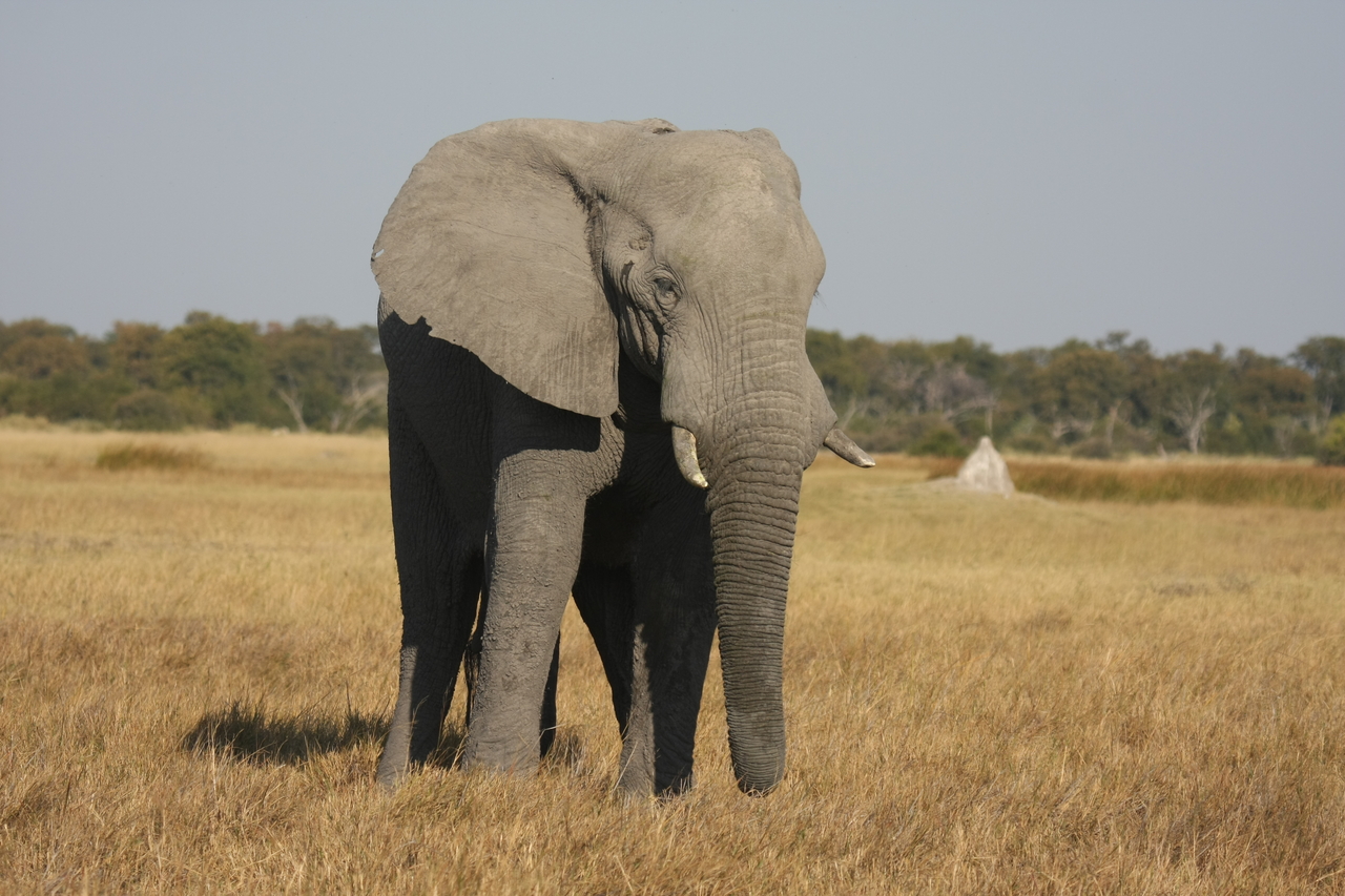 [24827] 2016_06_30_09_58_05_Africa_Canon_EOS_40D_IMG__00642.jpg