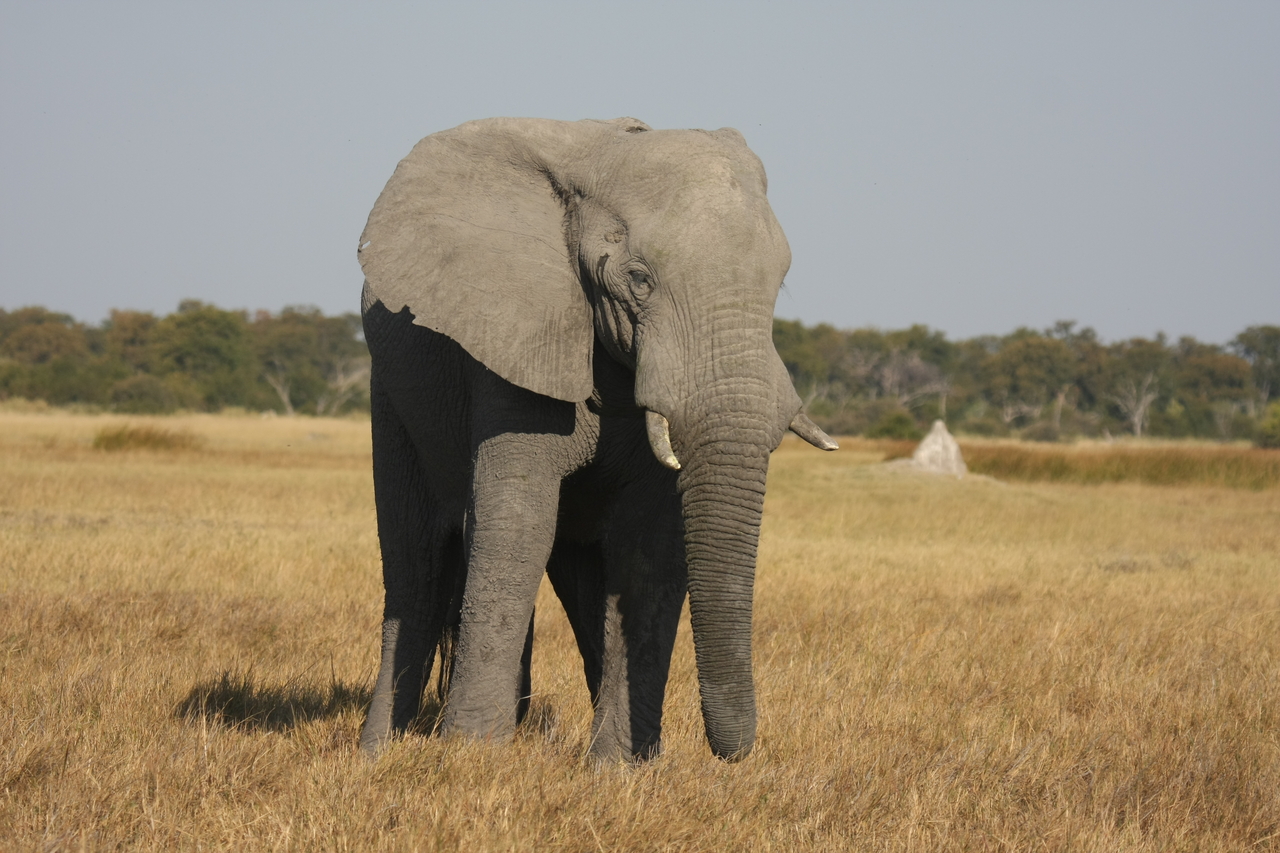 [24830] 2016_06_30_09_58_06_Africa_Canon_EOS_40D_IMG__00643.jpg