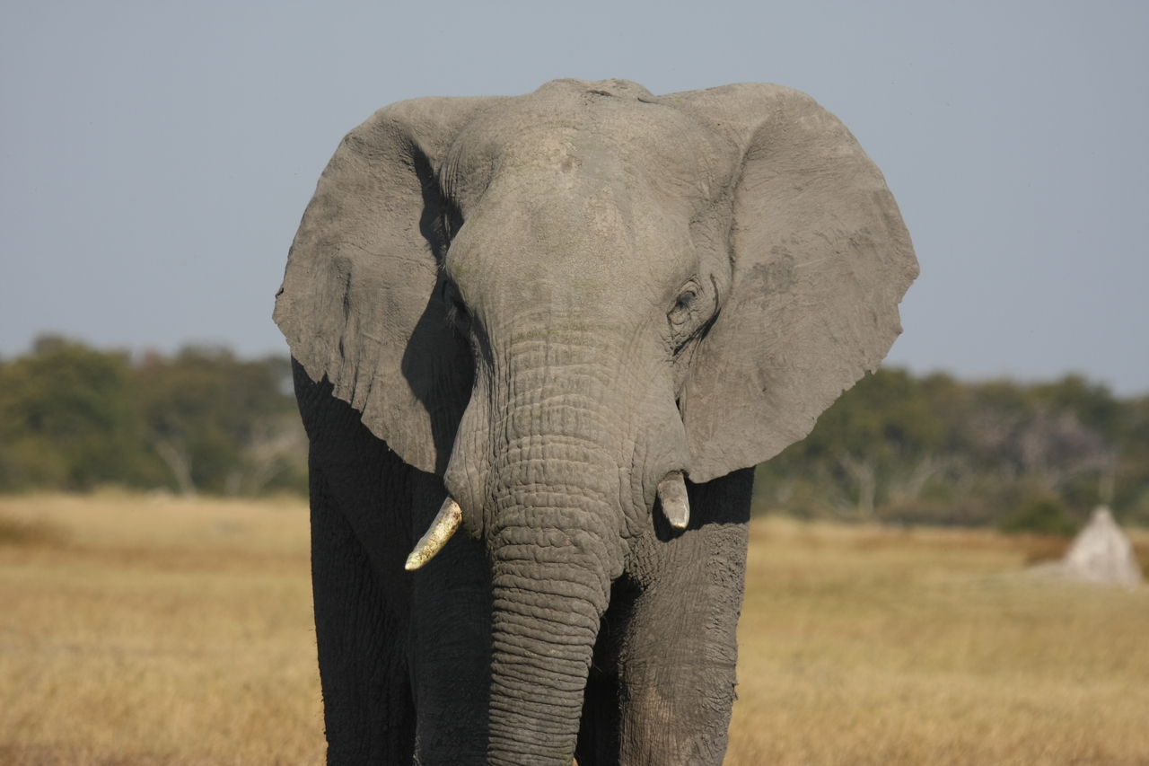 [24838] 2016_06_30_09_58_11_Africa_Canon_EOS_40D_IMG__00648.jpg