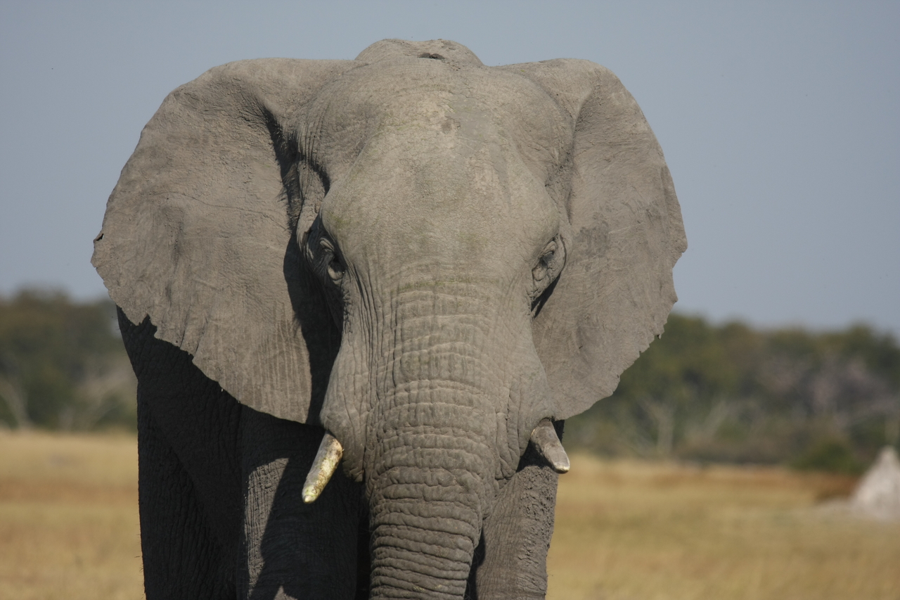 [24852] 2016_06_30_09_58_19_Africa_Canon_EOS_40D_IMG__11823.jpg