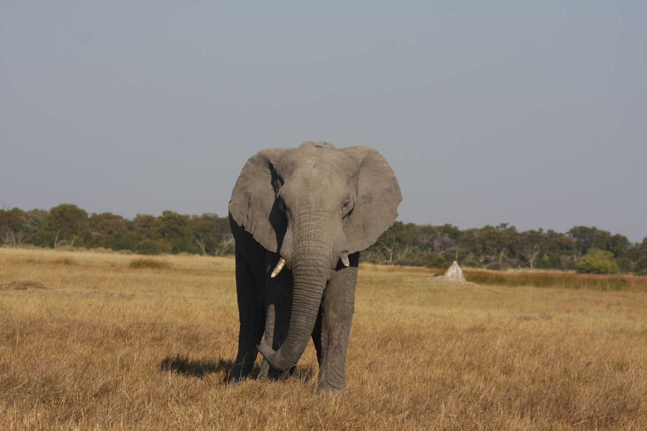 [24861] 2016_06_30_09_58_27_Africa_Canon_EOS_40D_IMG__04380.jpg