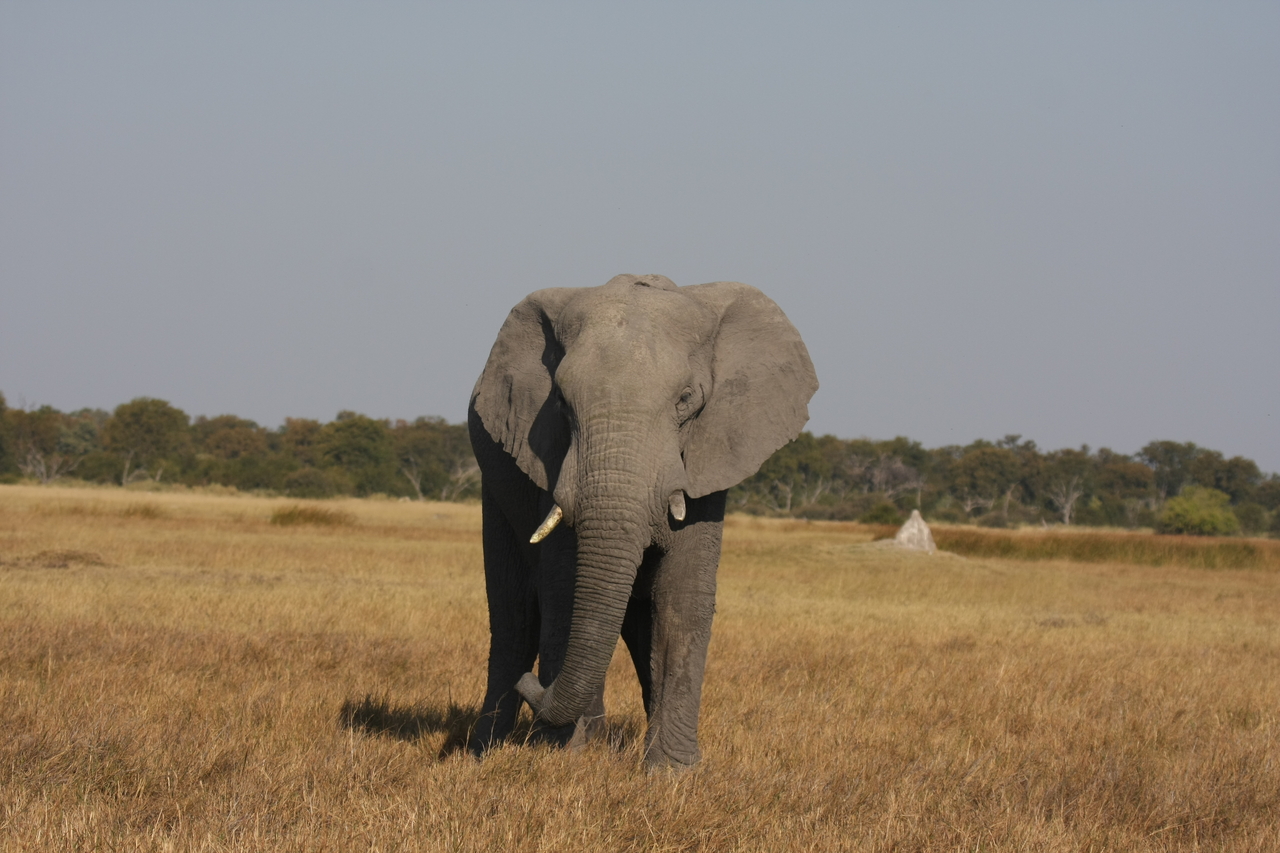 [24866] 2016_06_30_09_58_28_Africa_Canon_EOS_40D_IMG__00656.jpg