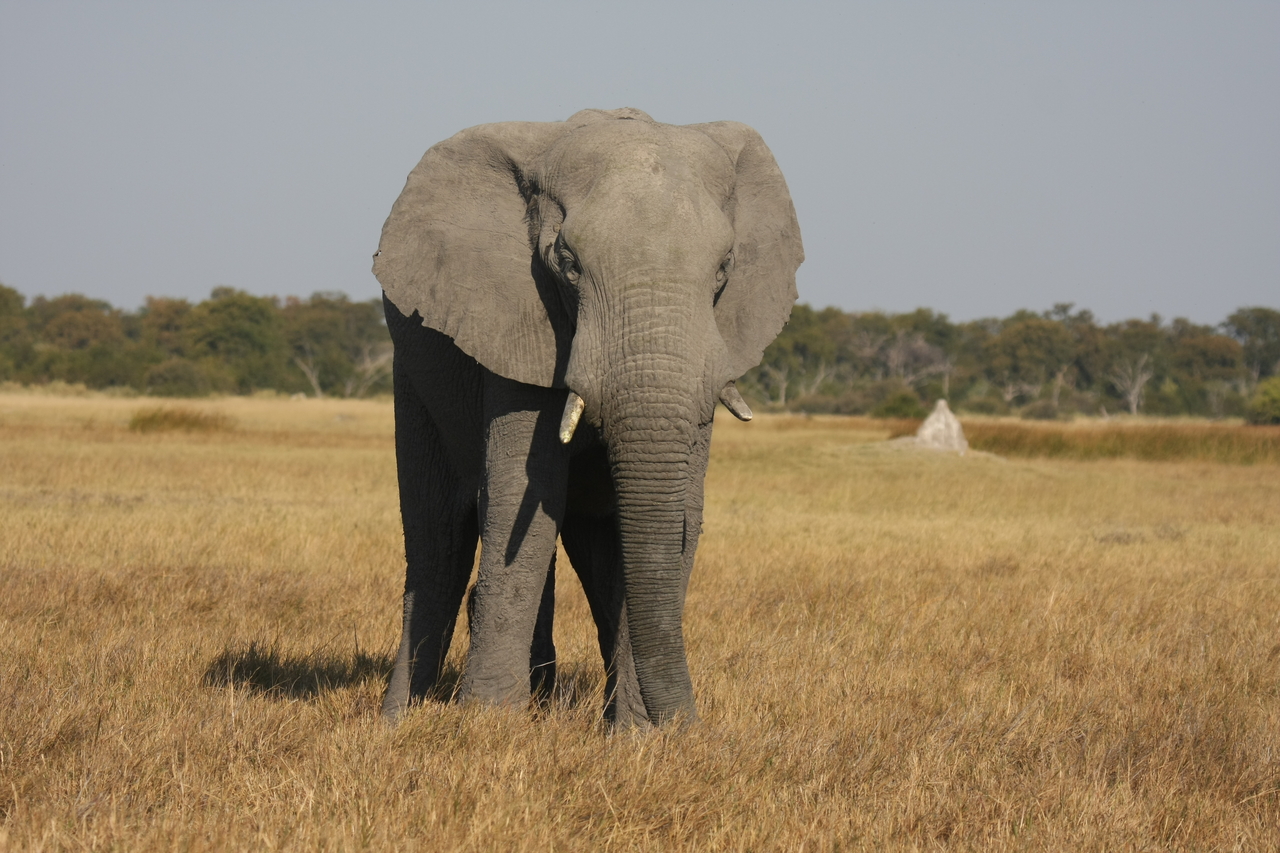 [24872] 2016_06_30_09_59_05_Africa_Canon_EOS_40D_IMG__00659.jpg