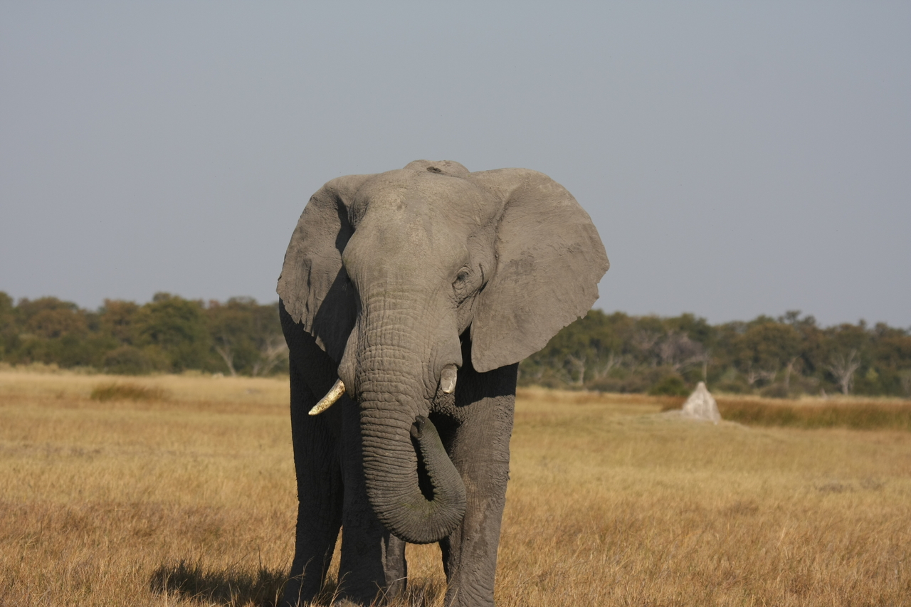 [24879] 2016_06_30_09_59_09_Africa_Canon_EOS_40D_IMG__04387.jpg