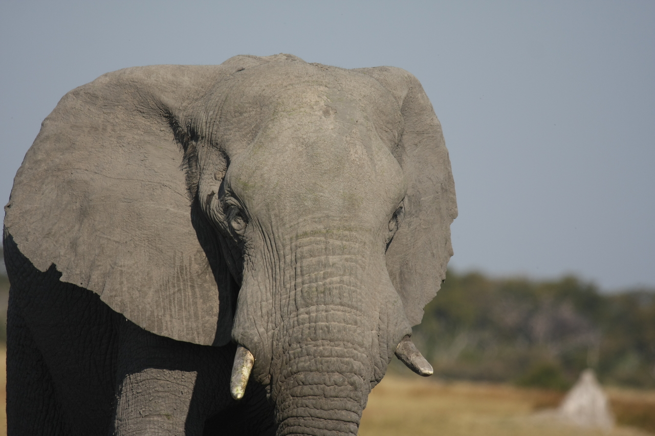 [24882] 2016_06_30_09_59_19_Africa_Canon_EOS_40D_IMG__00663.jpg