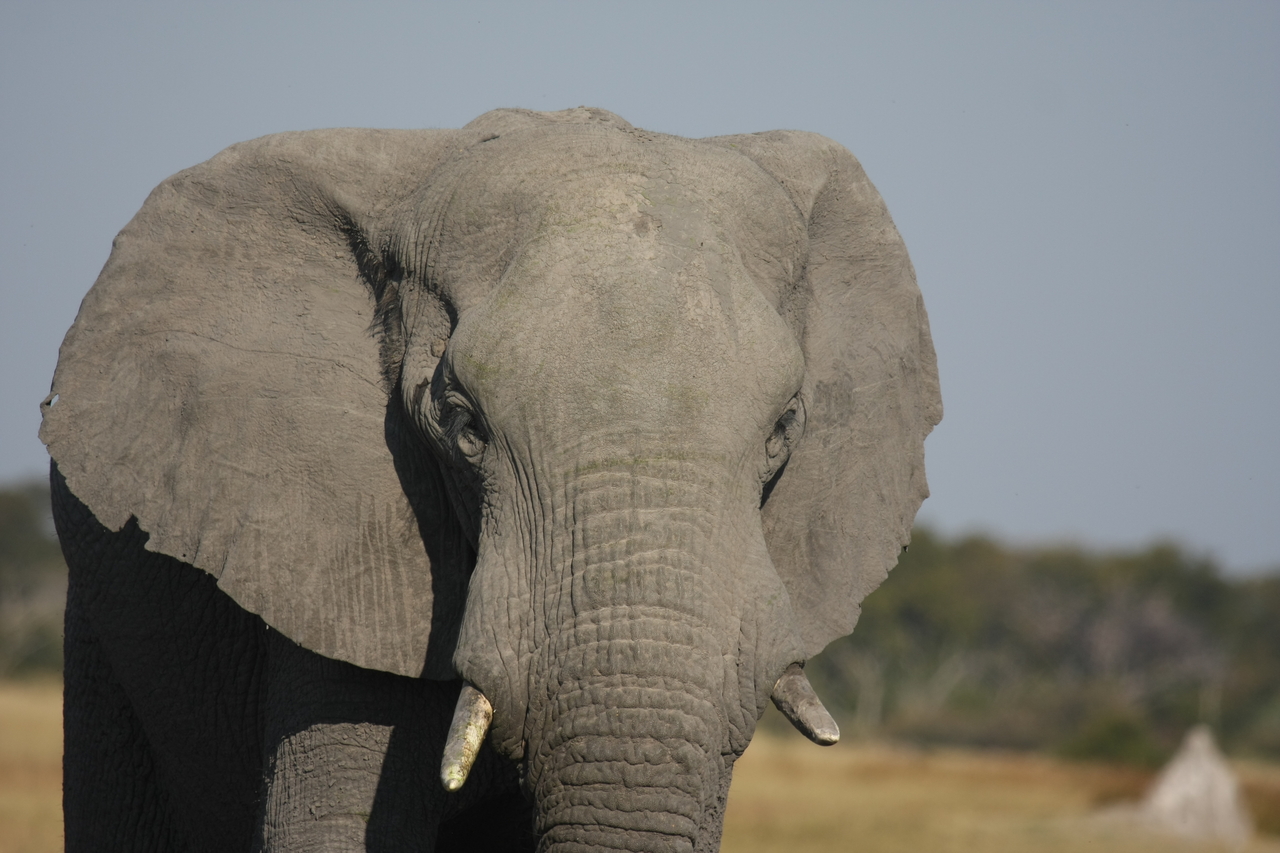 [24887] 2016_06_30_09_59_19_Africa_Canon_EOS_40D_IMG__11835.jpg