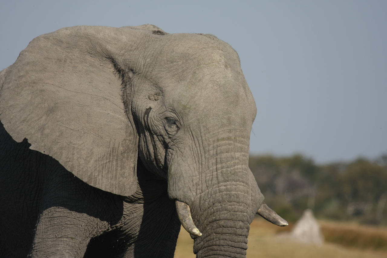 [24894] 2016_06_30_09_59_21_Africa_Canon_EOS_40D_IMG__04392.jpg