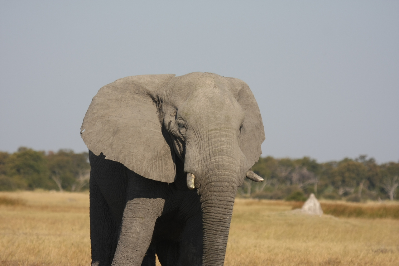 [24899] 2016_06_30_10_00_08_Africa_Canon_EOS_40D_IMG__00670.jpg